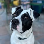lolathec0w profile picture