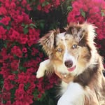 lolatheminiaussie profile picture