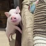 lollipop_the_lucky_pig profile picture