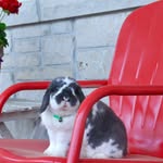 lollyandlila profile picture