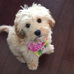 lolly_the_cavoodle profile picture