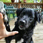 lolo_lovedogs profile picture
