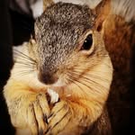 lone_squirrel profile picture