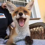 lonthefox profile picture