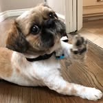 lonzo_bear profile picture
