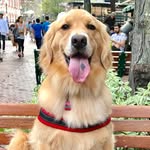 look_its_sadie profile picture