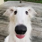 loopsnoot profile picture