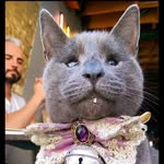 lordclaudetheblindcat profile picture