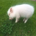 lordhamiltonofficial profile picture