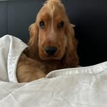 lorenzothespaniel profile picture