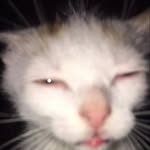 loryasmakima profile picture