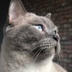 loubell_theflatcats profile picture