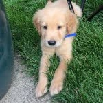 louie_barnhart profile picture
