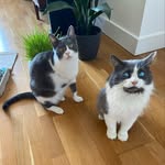 louie_blind_cat profile picture