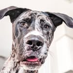 louie_del_mar profile picture