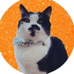 louielouie_rescuekitty profile picture