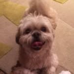 louiethedog1026 profile picture
