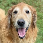 louie_the_golden profile picture