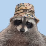louietheraccoon profile picture