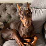 louis.the.dobe profile picture