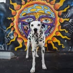 louisonchewison profile picture