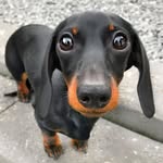 loulouminidachshund profile picture