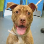 lovablepawsrescue profile picture