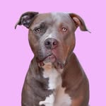 love.a.bull_diesel profile picture