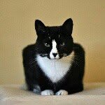 love2foster profile picture