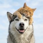 love_animalsgram