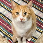 lovecats60 profile picture
