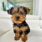 lovelulutheyorkie profile picture