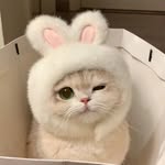 lovelyandcute_cats profile picture