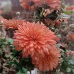 lovely__puaja profile picture