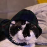 lovenlightfurever profile picture