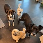 lovepeaceforpaws profile picture