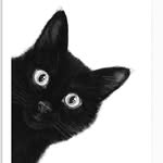 loversblackcats profile picture