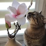 loveyoustepan profile picture