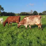 lowfieldsfarmdairy profile picture