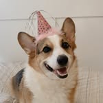 lowkeycorgi profile picture