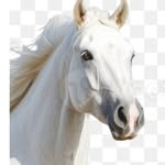 lsivakumar470 profile picture