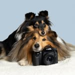 lucathesheltie profile picture