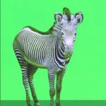 luccigreco profile picture