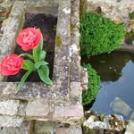 lucettedebaene profile picture