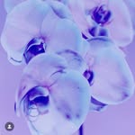 lucieroxxx profile picture