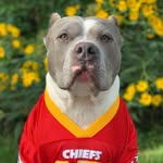 lucky.the.pitbull profile picture