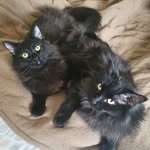 lucky_black_fluff profile picture