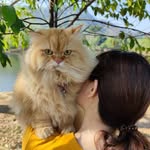 luckybracecat profile picture