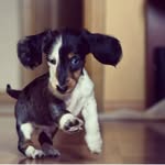 lucky_dog_dachshund profile picture