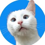 luckypenny_cat profile picture